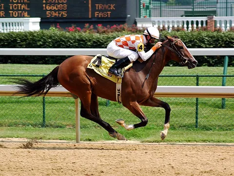 Thoroughbred horse race